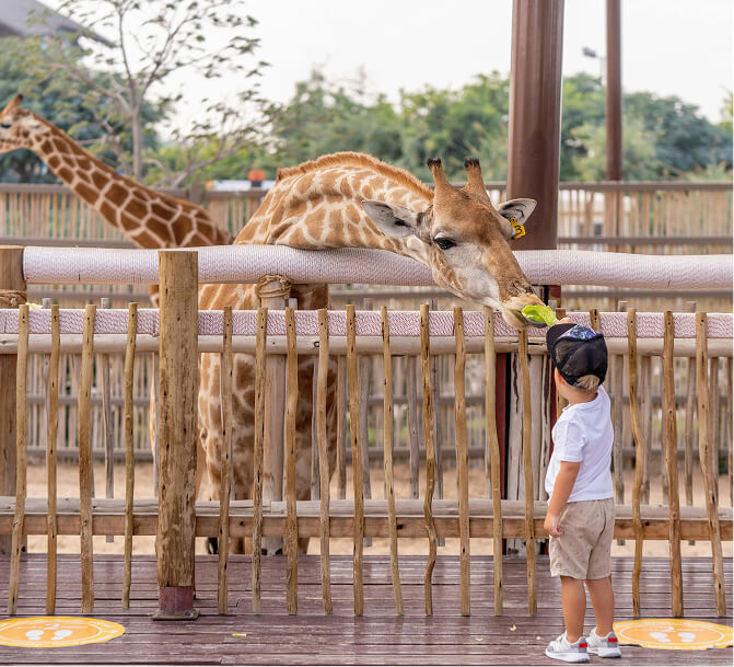 Child feeding a giraffe at a Dubai animal park